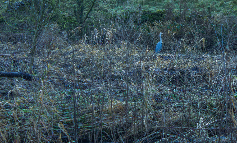 Heron Heron